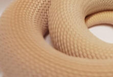 Mandy - Female Kenyan Sand Boa CB07 - Eryx Colubrinus Loveridgii