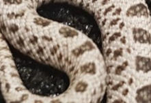 Danny - Male Kenyan Sand Boa CB07 - Eryx Colubrinus Loveridgii