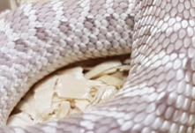 G6 - Male Western Hognose - CB11 - 100% Het Albino x 50% Het Pink Pastel - Heterodon Nasicus - �85