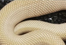 R2 - Male Western Hognose - CB11 - Albino - Heterodon Nasicus - �200