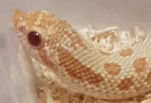 R4 - Male Western Hognose - CB11 - Albino - Heterodon Nasicus - �200
