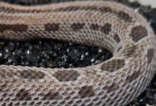 R6 - Male Western Hognose - CB11 - Albino - Heterodon Nasicus - �200