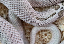R8 - Male Western Hognose - CB11 - 100% Het Albino - Heterodon Nasicus - �65